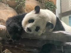 -成都动物园