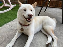 -柴犬高等学院·狗咖·柴犬售卖·宠物训练