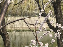 -桃花堤公园
