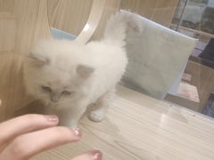-屋虎猫馆(宝安大仟里店)
