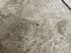 -美联众合动物医院·24h转诊中心