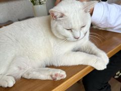 -有猫主题·治愈系猫咖(曾厝垵店)