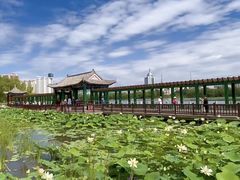 -莲花池公园
