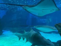 -海合安成都极地海洋公园