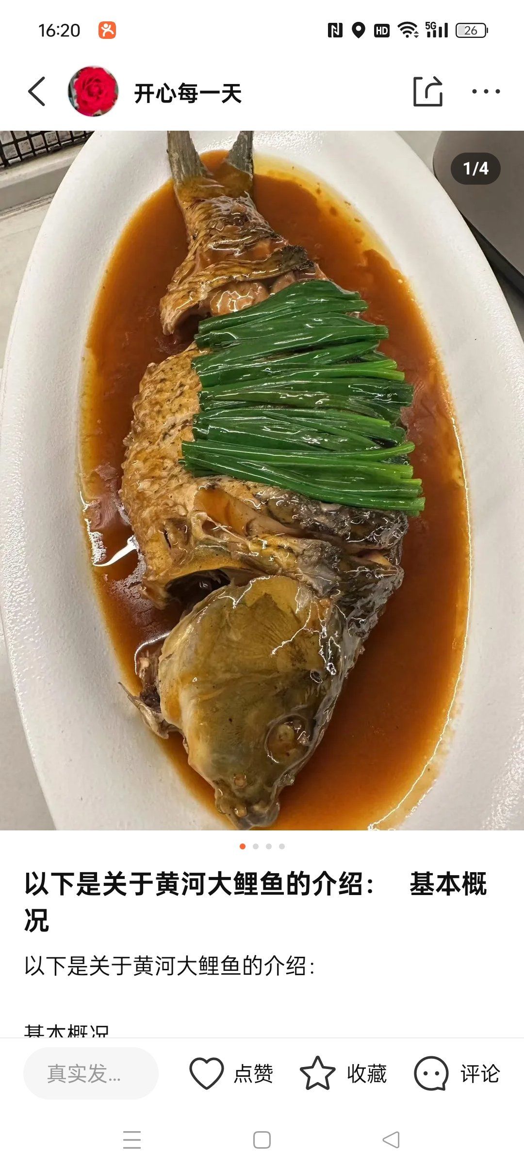 黄河大鲤鱼,别名"鲤鱼""鲤拐子""黄河金翅