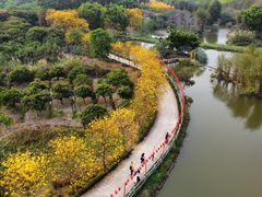 -天适樱花悠乐园