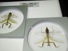 -上海昆虫博物馆