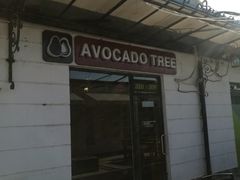 门面-油梨树AVOCADO TREE(顺义新国展店)