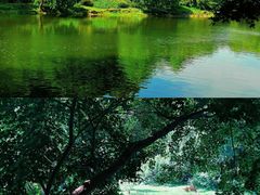 -上海共青森林公园