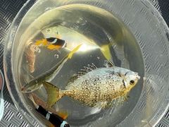 -小猫钓鱼海钓俱乐部(椰梦长廊店)