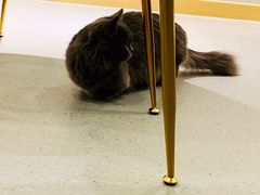 -飞行喵MR PILOT|猫舍·猫咖(静安大融城店)