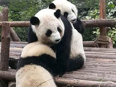 -成都大熊猫繁育研究基地