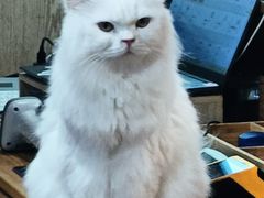 -MOCHA明星猫咖(田子坊店)