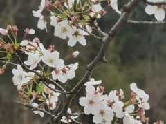 -惠山国家森林公园