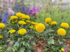 -深圳国际园林花卉博览园