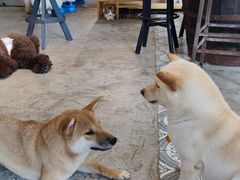 -more than meow吴止猫主题餐厅(承德 中船汇店)