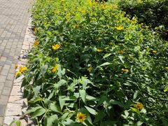 -东升八家郊野公园