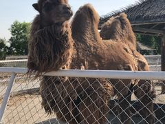 -武清南湖绿博园