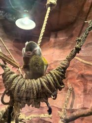 -Zoolung Zoolung动物主题公园(海信广场店)