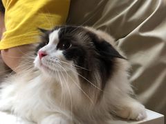 -十年猫舍·猫咪专门店(普陀店)
