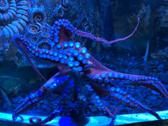 -迪拜水族馆及水下动物园