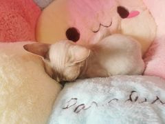 -Bastet sally猫舍购宠(静安店)