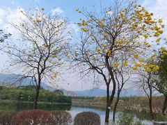 -飞来湖湿地公园