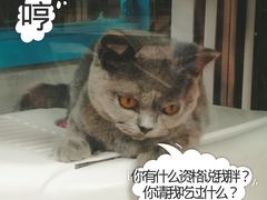 -小洲村