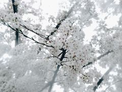 -顾村公园