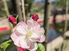 -海棠花溪(元大都城垣遗址公园)