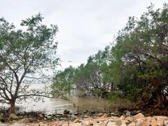 -宝安西湾红树林湿地公园