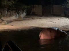 -清迈夜间动物园