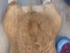 -浣熊柯尔鸭土拨鼠·电玩咖