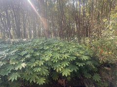 -同里国家湿地公园
