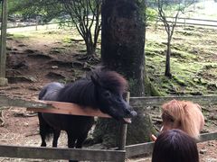 -神户市立六甲山牧场