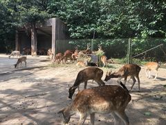 -合肥野生动物园