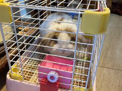 -老张烤羊(王哥庄店)