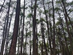 -硗碛藏寨·神木垒景区