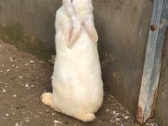 -前小桔亲子创意农场·草莓采摘·露营烧烤