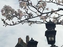 -武汉大学-樱园