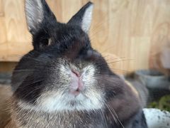 -得丘礼享谷·玉兰苑