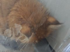 -贝康宠物医院·犬猫全科·小动物特色诊疗中心(东环路店)