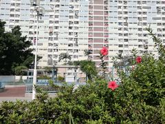 -彩虹村