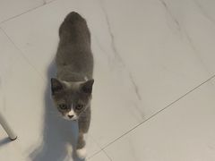 -我爱猫咪·猫咖·狗咖·安哥拉兔·羊驼咖(小寨华旗店)
