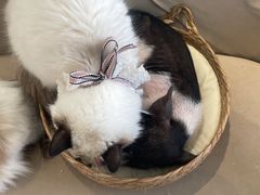 -怪兽屋·羊驼·猫咖·狗咖(俊华广场店)