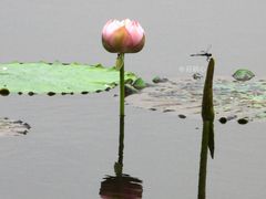 -荷塘月色湿地公园·向阳花洲