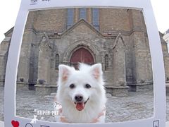 -超宠爱宠物摄影-Super pet