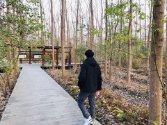 -合肥滨湖国家森林公园