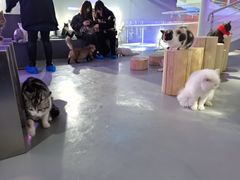 -极木²邸 人与宠物·互动社区