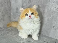 -小猫来了·猫舍(红山六九七九店)